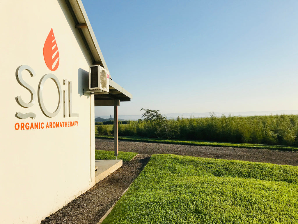 Organic Avocado Oil (Persia Grattissima) 100ml